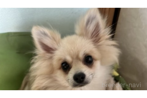 羅紫ちゃん1枚目